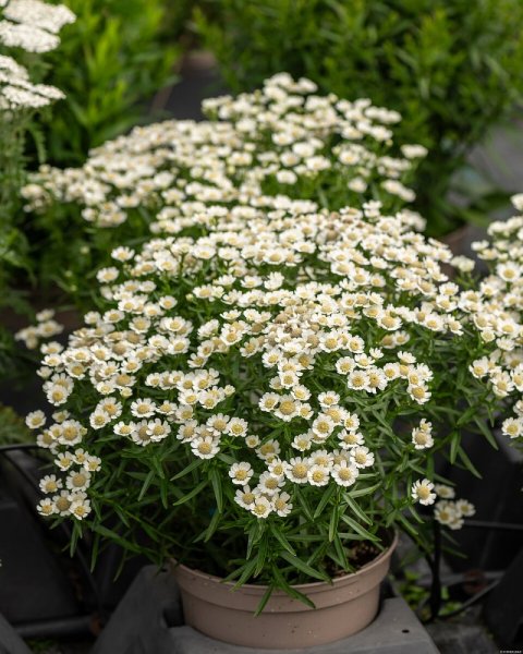 ŘEBŘÍČEK BERTRÁM - ACHILLEA PTARMICA NANA COMPACTA