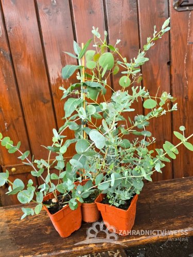 EUCALYPTUS SADA 5KS MIX DRUHY