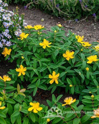 TŘEZALKA - HYPERICUM CALYCINUM