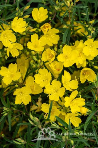 PUPAVKA - OENOTHERA AFRICAN SUN