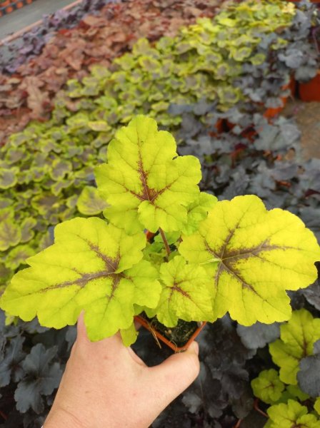 HEUCHERALLA x HYBRIDA CATCHING FIRE