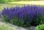 SALVIA HYB. CARINA