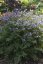 JIRNICE - POLEMONIUM HEAVEN SCENT