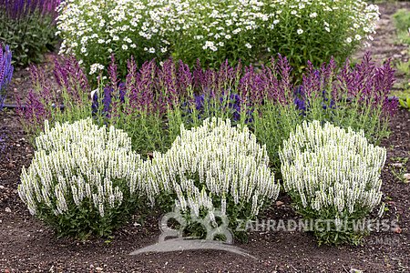 ŠALVĚJ HAJNÍ - SALVIA NEM. SENSATION WHITE