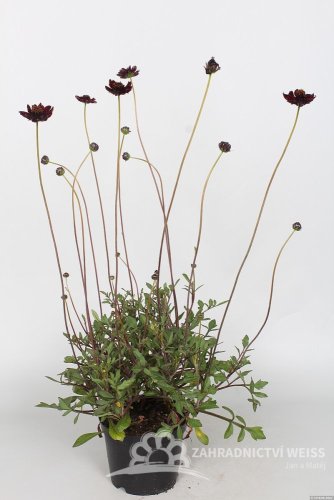 COSMOS ATROSANGUINEUS ECLIPSE