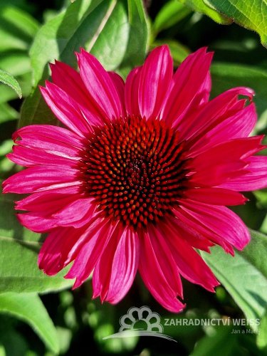 ECHINACEA SENSATION WILD ROMANCE