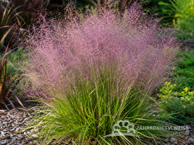MILIČKA - ERAGROSTIS SPECTABILIS
