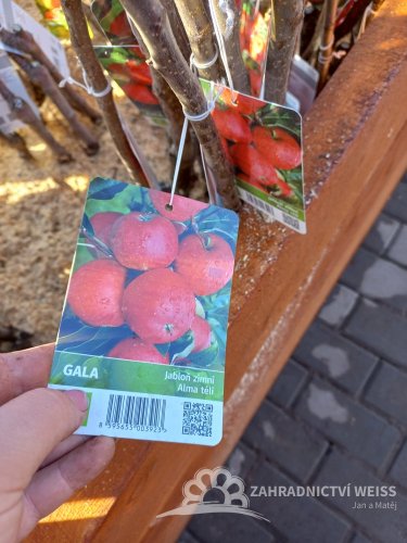 JABLOŇ – GALA – ZIMNÍ