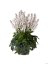 HEUCHERELLA HYBRIDA WHITE REVOLUTION
