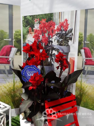 CANNA – CANNOVA SCARLET BRONSE LEAF