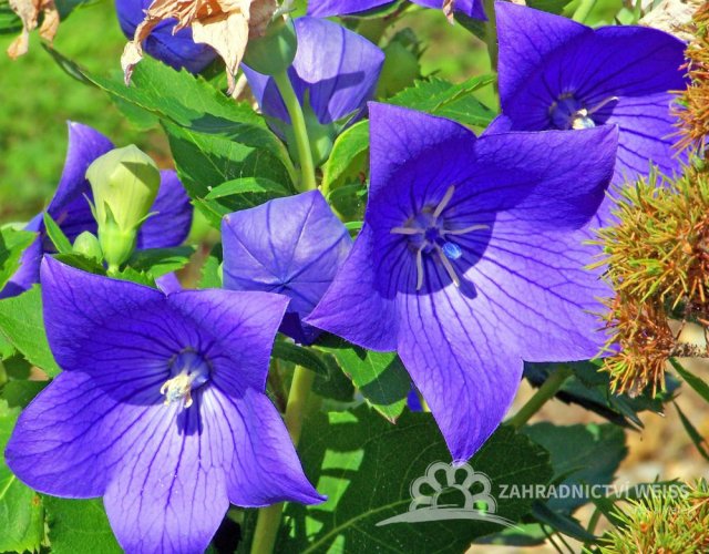 PLATYCODON GRANDIFLORUS - BOUBELKA