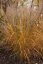 TŘTINA CHLOUPKATÁ - CALAMAGROSTIS BRACHYTRICHA