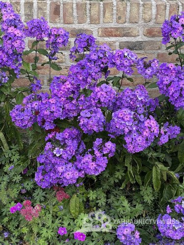 PHLOX PANICULATA BLUE PARADISE