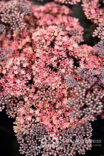 SEDUM HYBRIDUM GLOBE PINK
