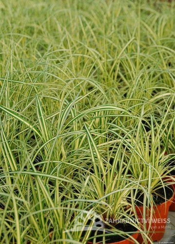 CAREX OSHIMENSIS EVERGOLD
