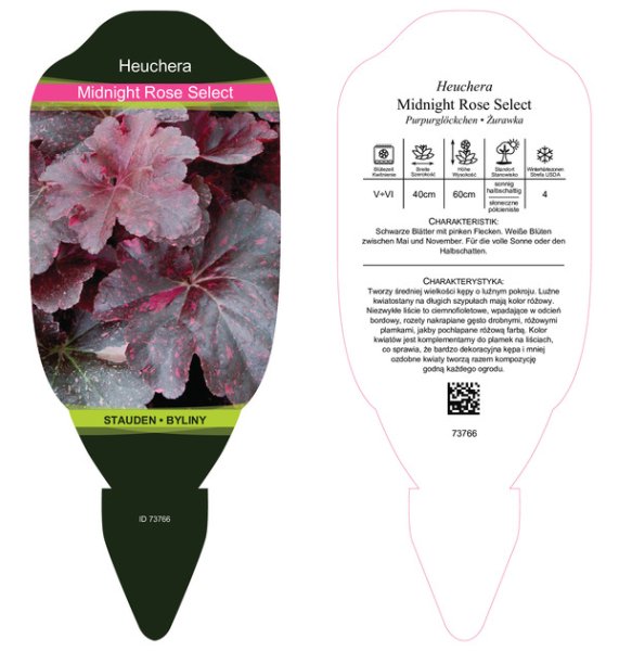 HEUCHERA MIDNIGHT ROSE