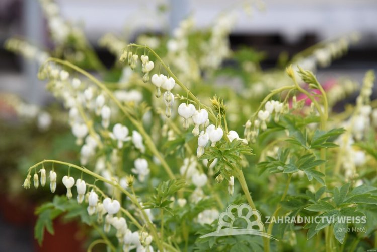 SRDCOVKA NÁDHERNÁ - DICENTRA SPECTABILIS ALBA