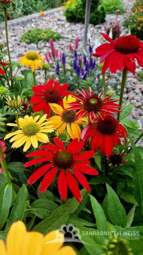 ECHINACEA HYBRIDA CHEYENNE SPIRIT