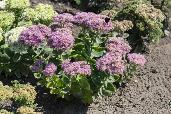 ROZCHODNÍK NÁDHERNÝ - SEDUM SPECTABILE BRILLIANT