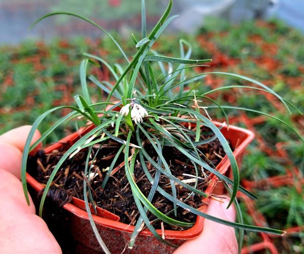 SEDOULEK - OPHIOPOGON CHINGII
