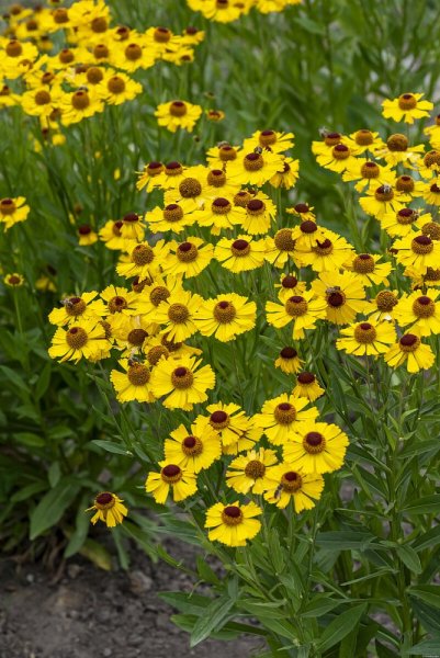 HELENIUM HYBR. WESERGOLD