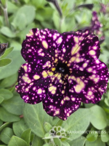 PETUNIA HAPPYTOONIA STARRY NIGHT