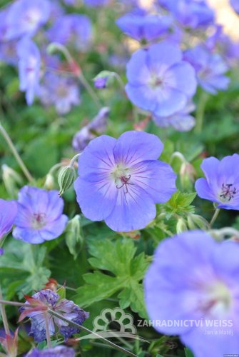 KAKOST - GERANIUM  HYBRIDA ROZZANE