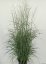 PROSO PRUTNATÉ - PANICUM VIRGATUM PRAIRIE SKY