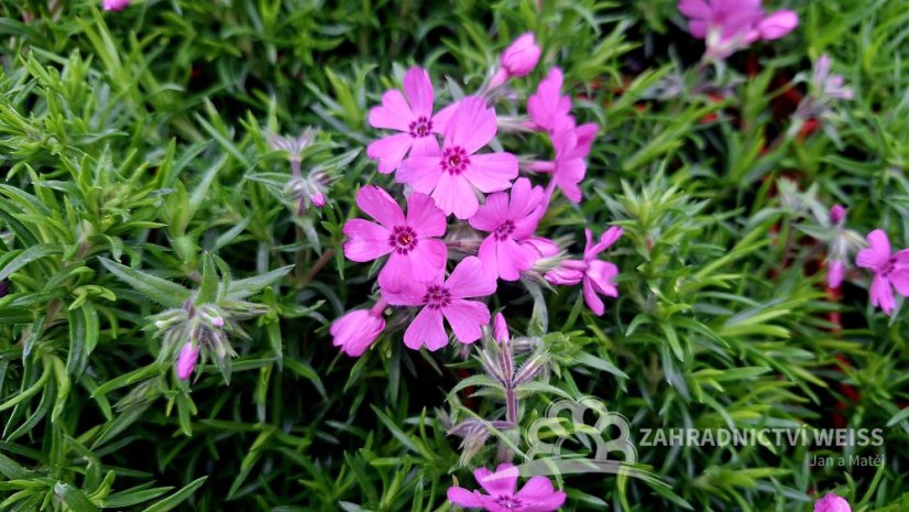 FLOX SKALKOVÝ - PHLOX SUBULATA FABULOUS ROSE