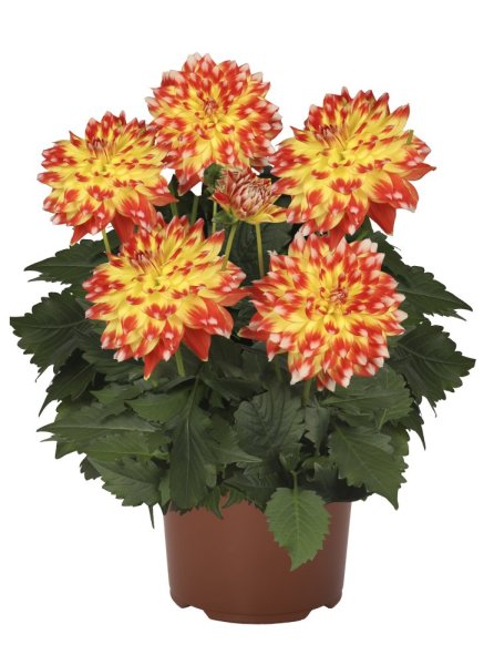 JIŘÍNA – DAHLIA CANDY CORN