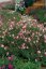 GAURA LINDHEIMERI – GEYSER PINK