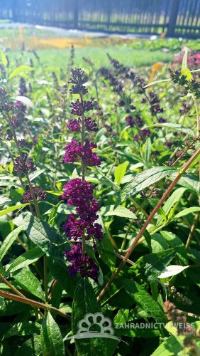 MOTÝLÍ KEŘ - BUDDLEJA DARK KNIGHT
