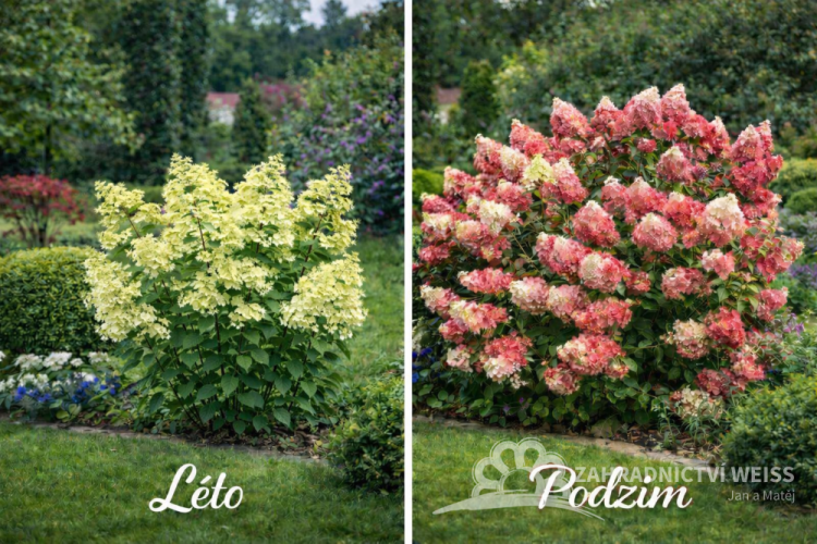 HORTENZIE LATNATÁ - HYDRANGEA MELBA FRAISE