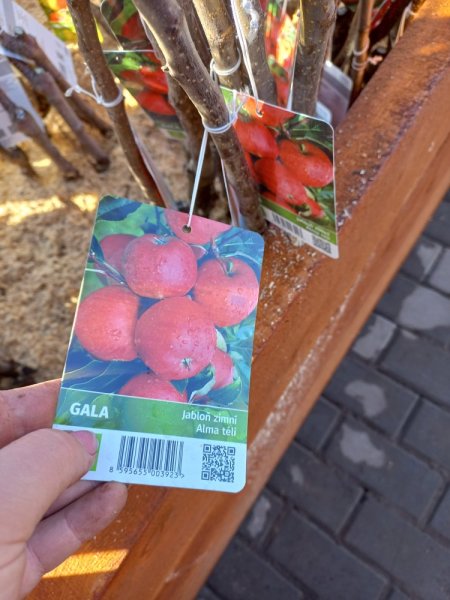 JABLOŇ – GALA – ZIMNÍ