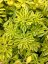 SEDUM KAMTSCHATICUM THE EDGE