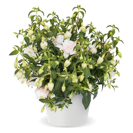FUCHSIE JOLLIES LA GRANDE BRETAGNE