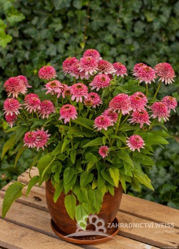 TŘAPATKA - ECHINACEA " BUTTERFLY KISSES"