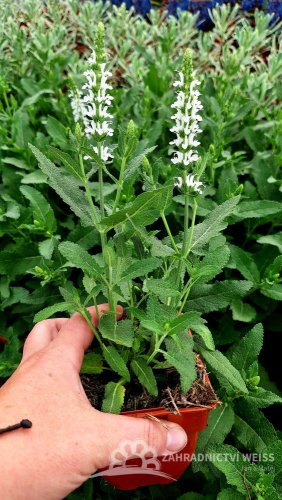 ŠALVĚJ HAJNÍ - SALVIA NEMOROSA ADRIAN
