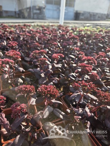 SEDUM TELEPHIUM TOUCHDOWN TEAK