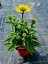 ECHINACEA SUN MAGIC FANTASTIC YELLOW
