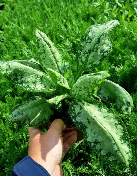 PLICNÍK - PULMONARIA HYB. MOONSHINE