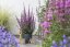 KYPREJ - LYTHRUM HYBR. LUMINARA LILAC