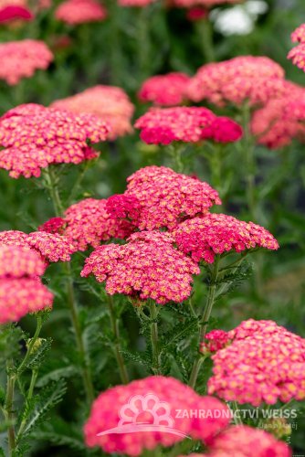ACHILLEA MILLEFOLIUM SASSY SUMMER TAFFY