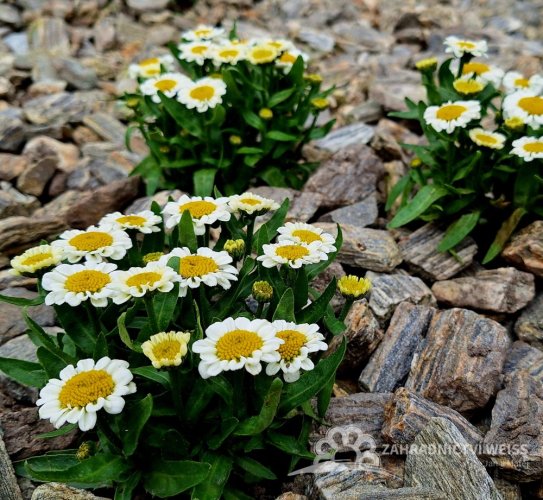 KOPRETINA LEUCANTHEMUM x SUPER. SWEET DAISY SHELLY