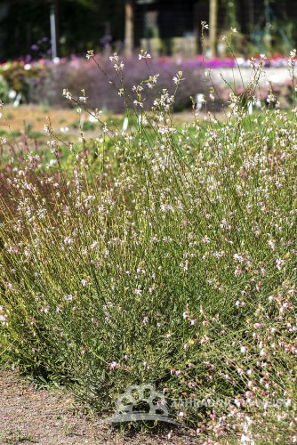 GAURA LIND. CORRIES GOLD