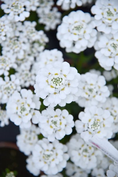 IBERKA VŽDYZELENÁ BÍLÁ - IBERIS WHITE SHADOW