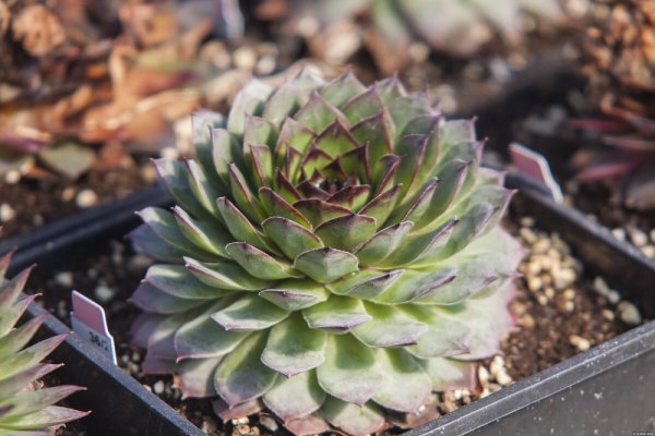 NETŘESK - SEMPERVIVUM BIGSAM CHROME GREEN