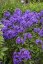 PHLOX PANICULATA BLUE PARADISE