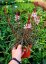 GAURA LINDHEIMERI - GRACEFUL LIGHT PINK
