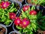 DELOSPERMA COOPERI JEWEL OF DESERT GARNET